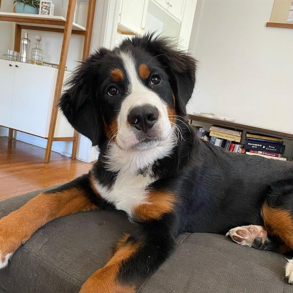 australian shepherd bernese mountain dog looking into camera and lying on the couch