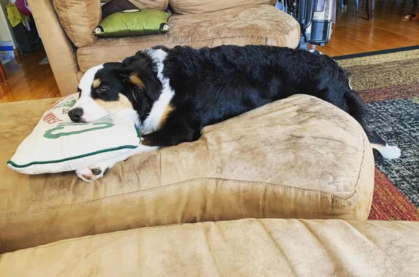 australian shepherd bernese mountain dog resting on the sofa