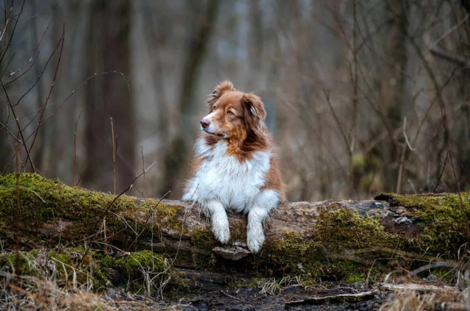 australian shepherd dog in nature