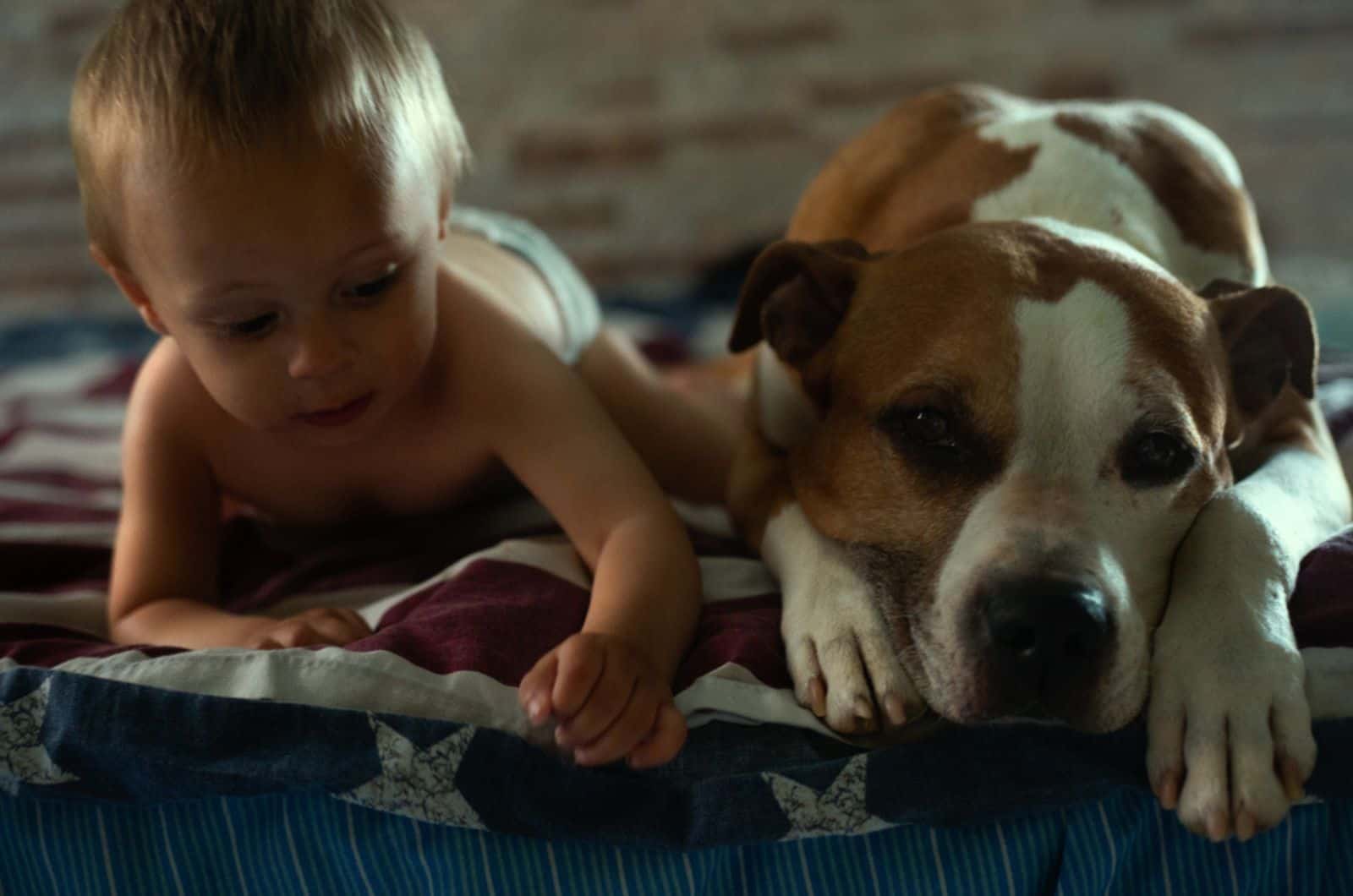 baby and dog pitbull lying on the bed