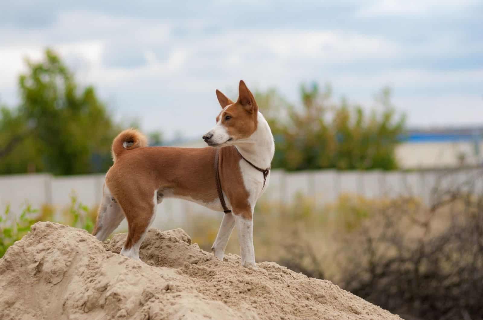 basenji dog standing on the sand hill in nature