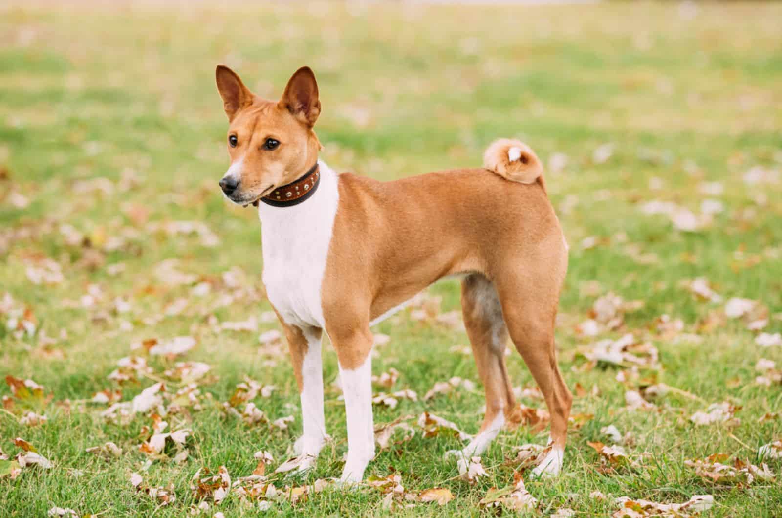 basenji dog standing in the park