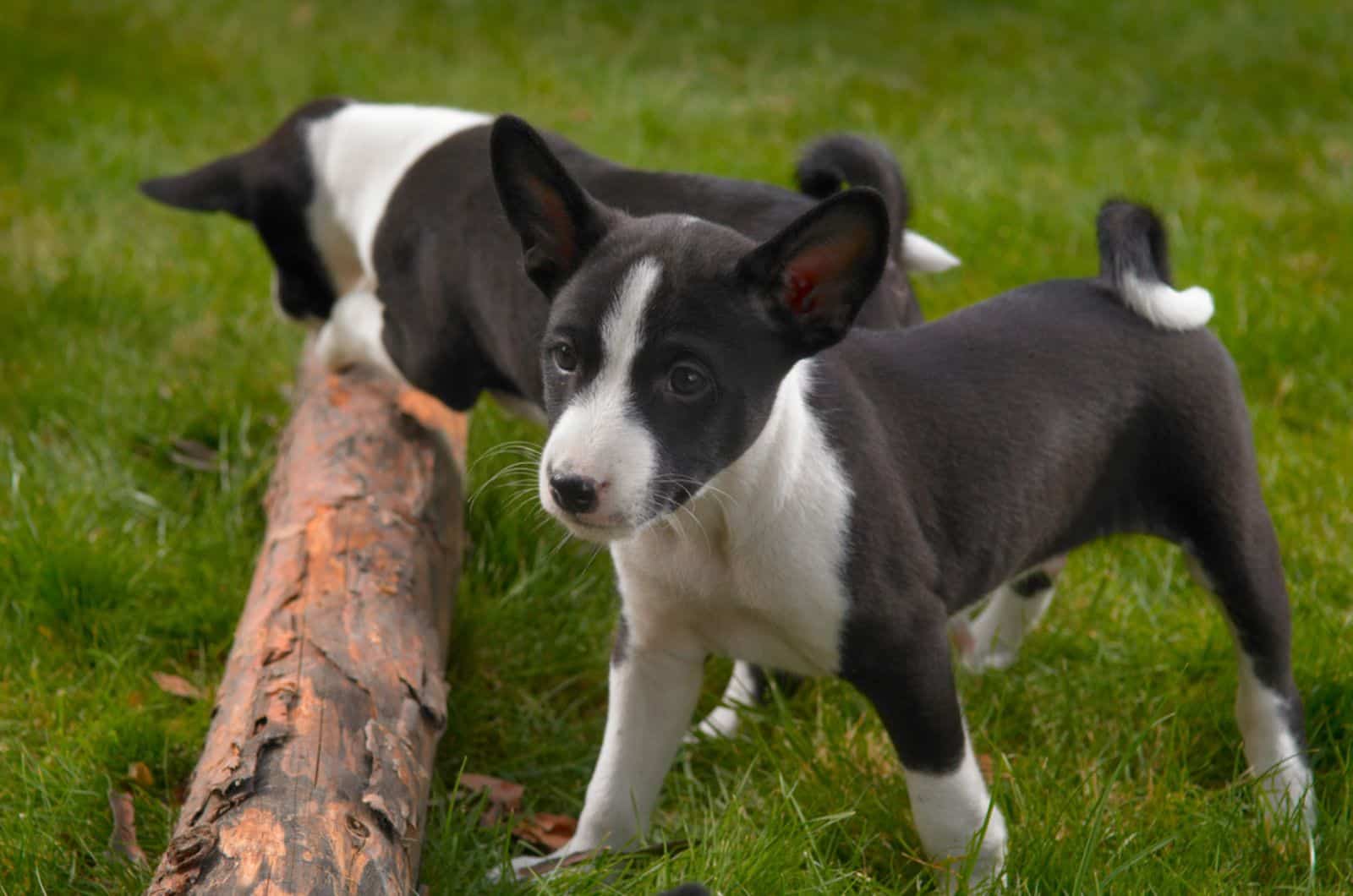 basenji puppies playing outdoors