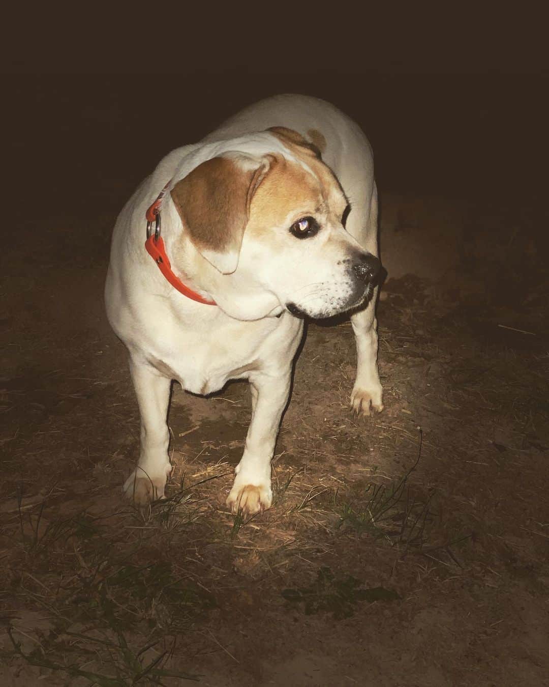 beagle american bulldog mix