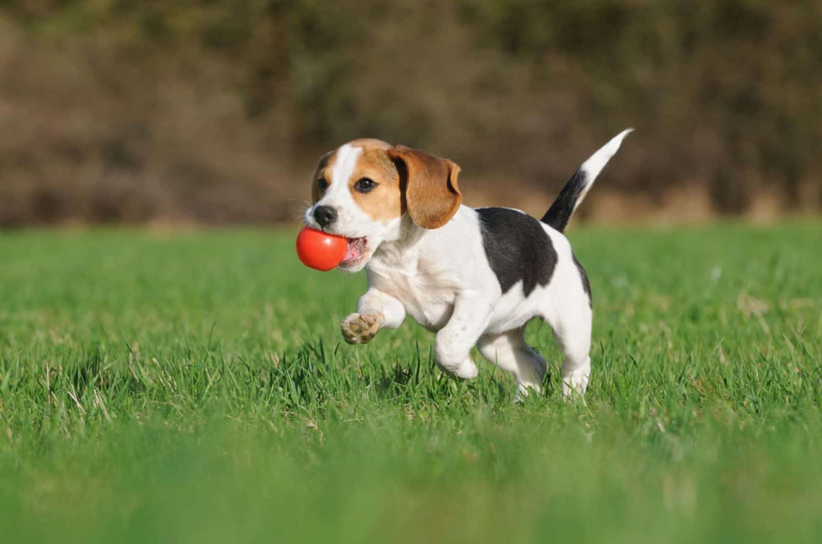 beagle puppy playing with a ball in the park
