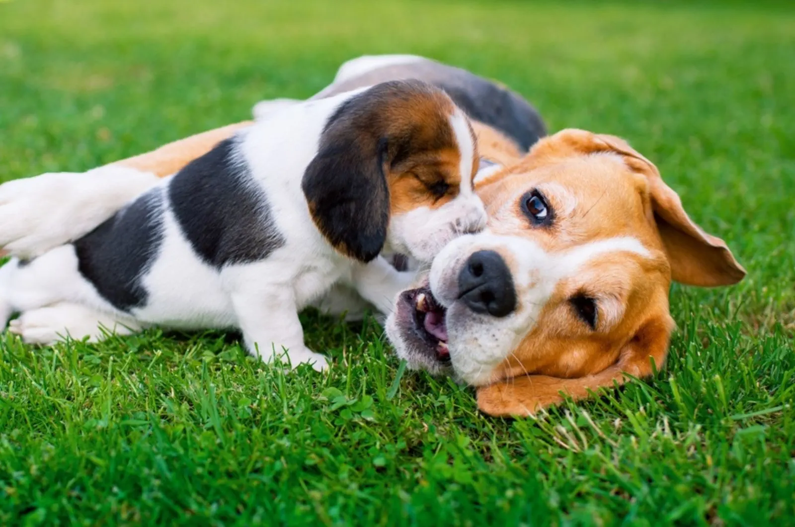 beagle puppy playing with its mother on the grass