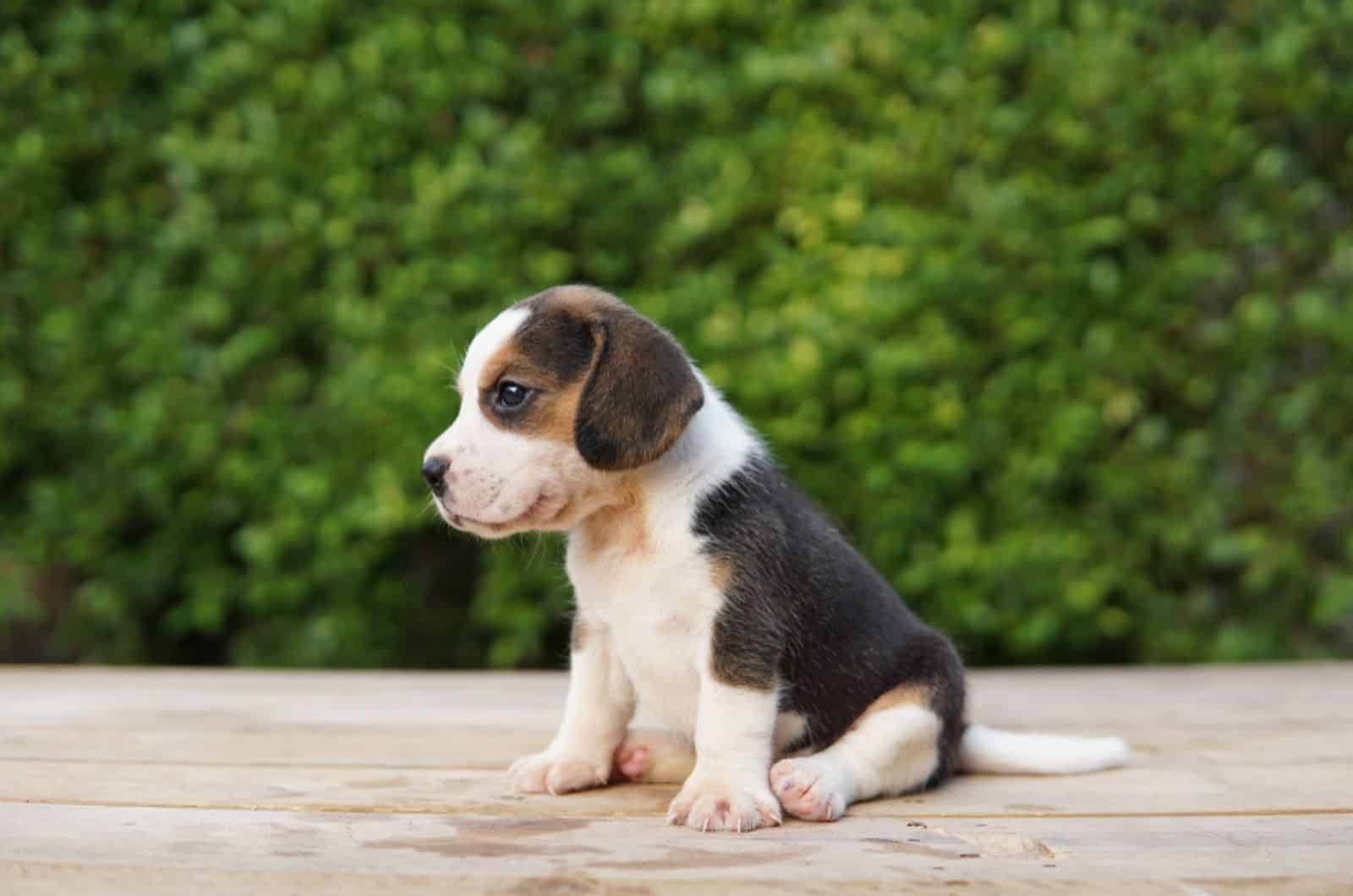 beagle puppy sitting on a wooden floor outdoors