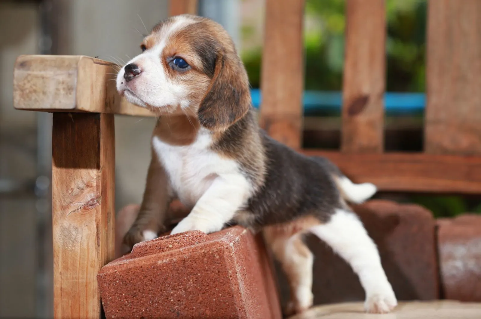 beagle puppy standing on the bench in the garden