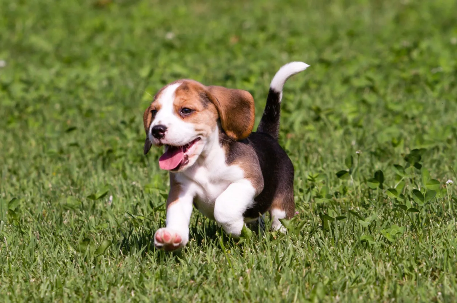 beagle puppy running in the park