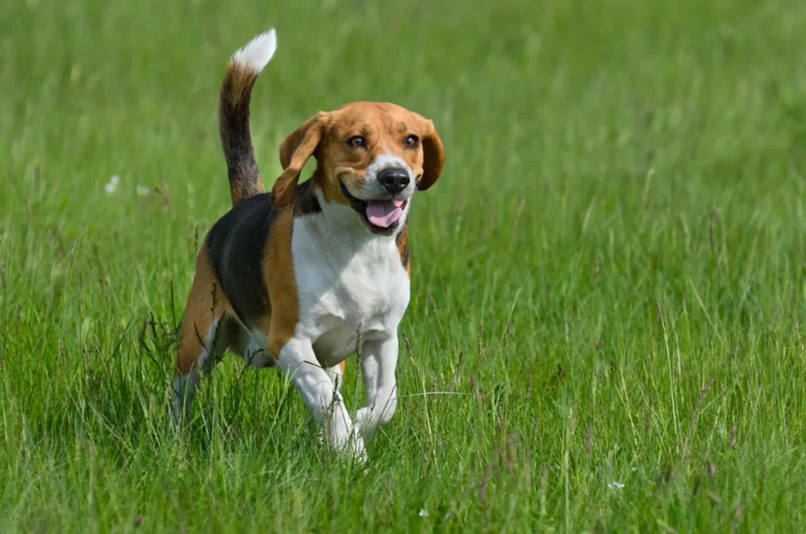 beagle running on a meadow