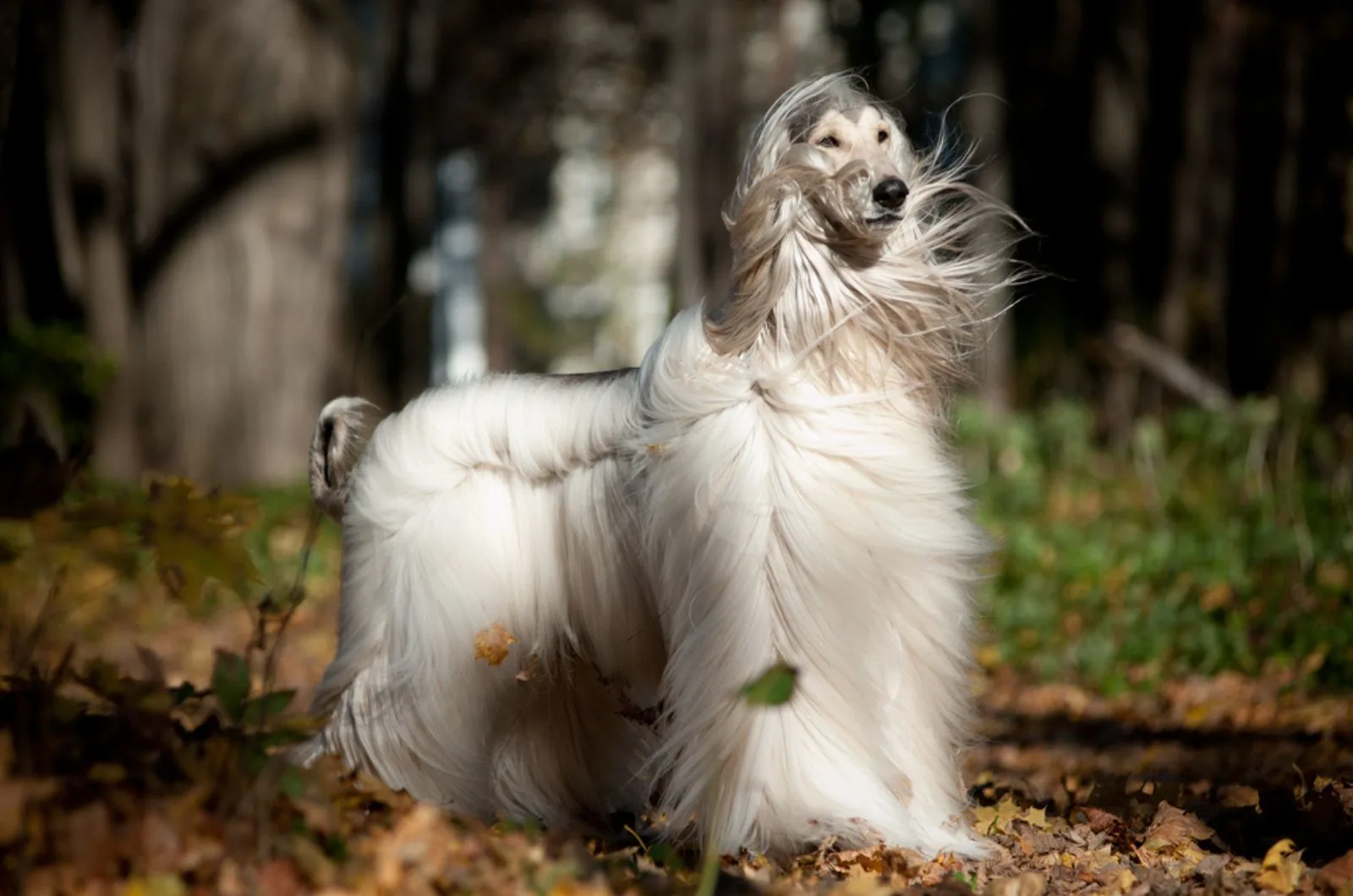 beautiful afghan hound in nature