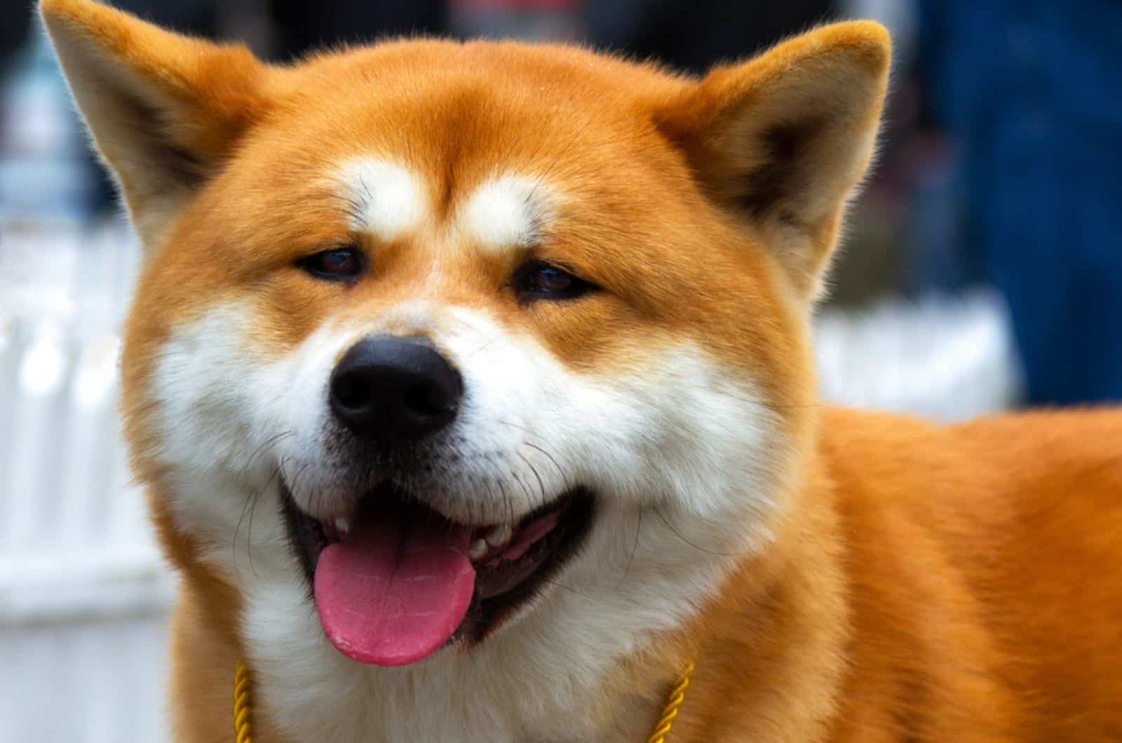 beautiful akita inu dog looking into camera