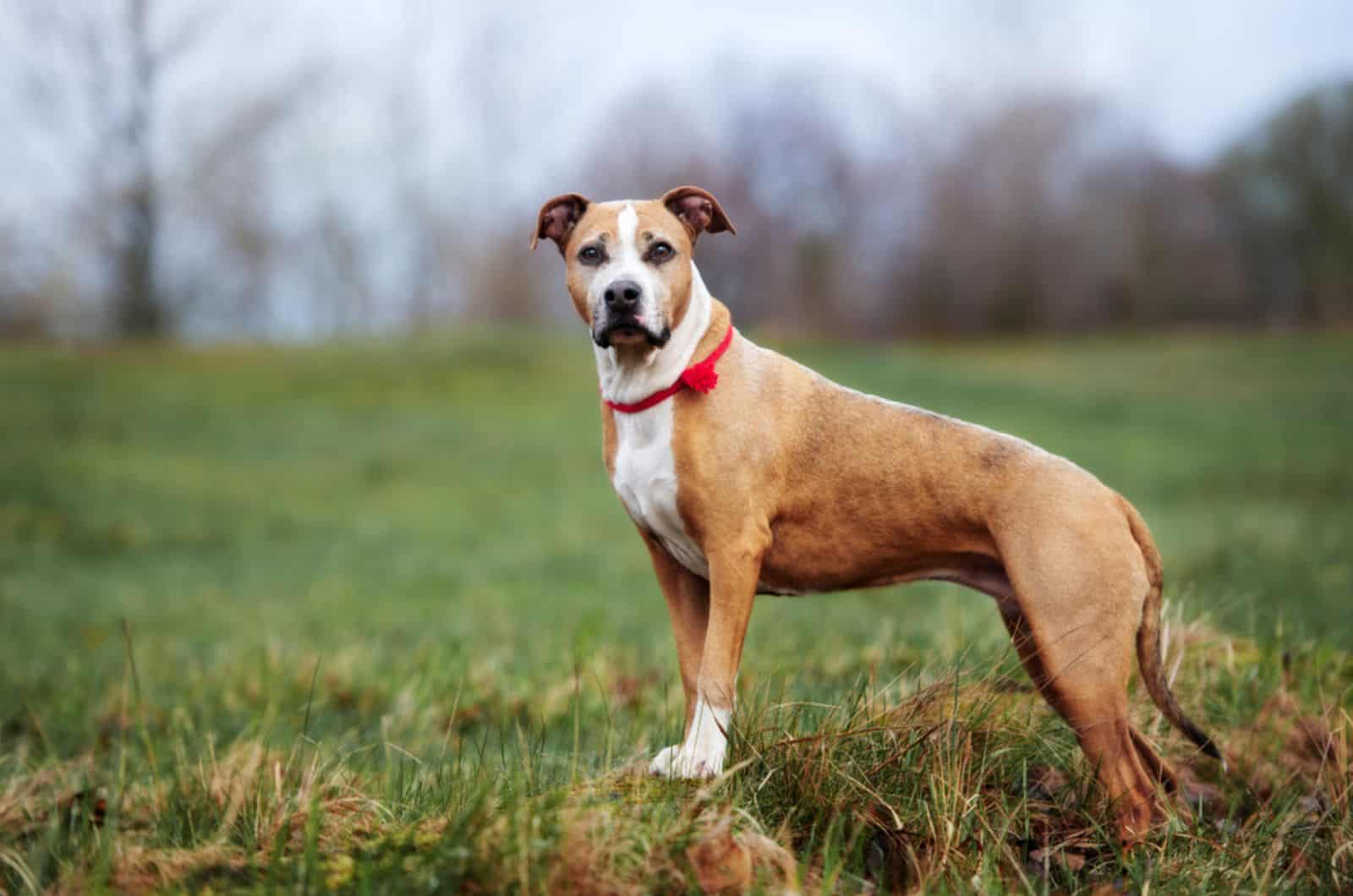 beautiful american pitbull terrier in nature