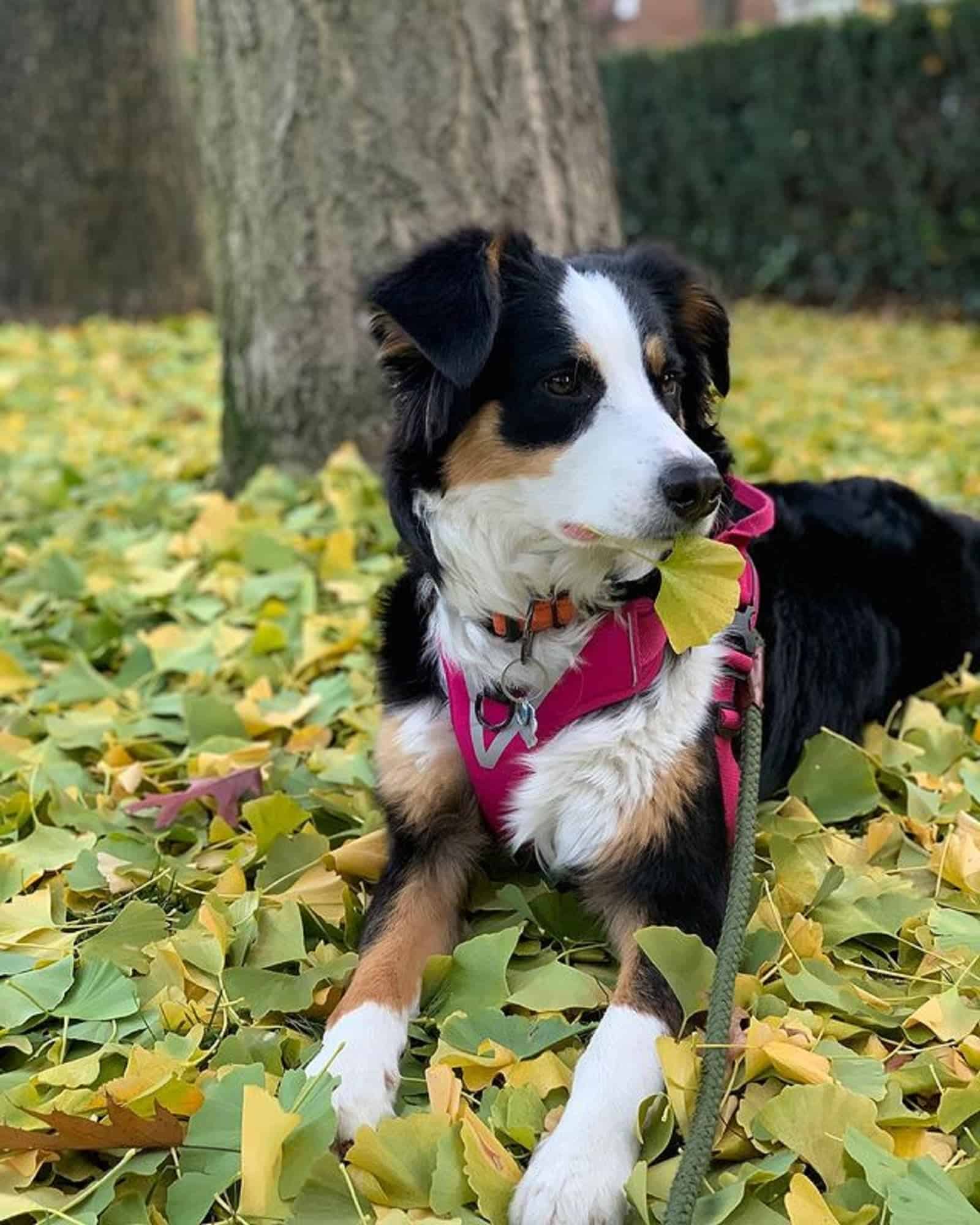 beautiful australian shepherd bernese mountain dog in the park