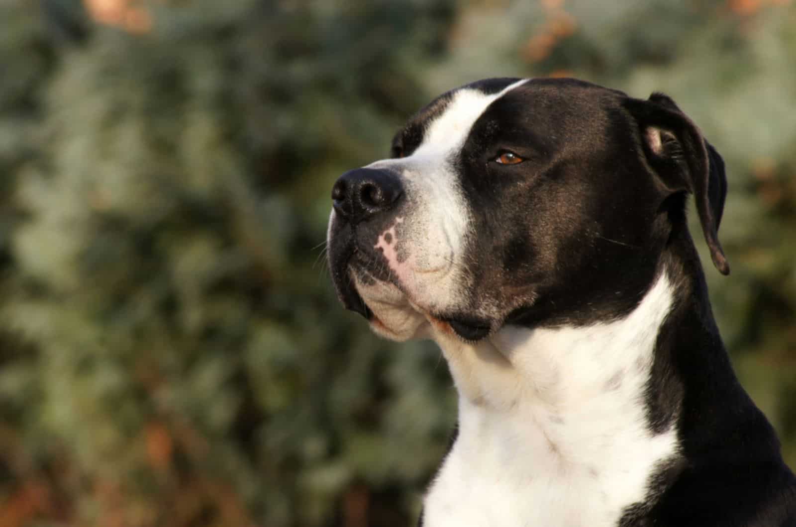 beautiful black and white american bulldog in nature