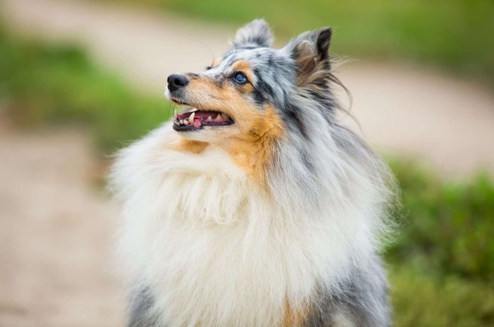 beautiful blue merle shetland sheepdog in nature