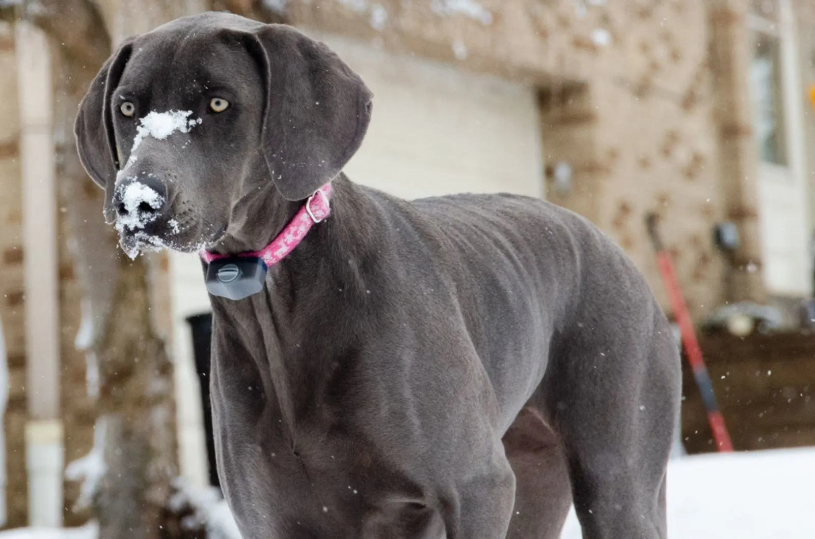 beautiful blue weimaraner dog playing in the snow