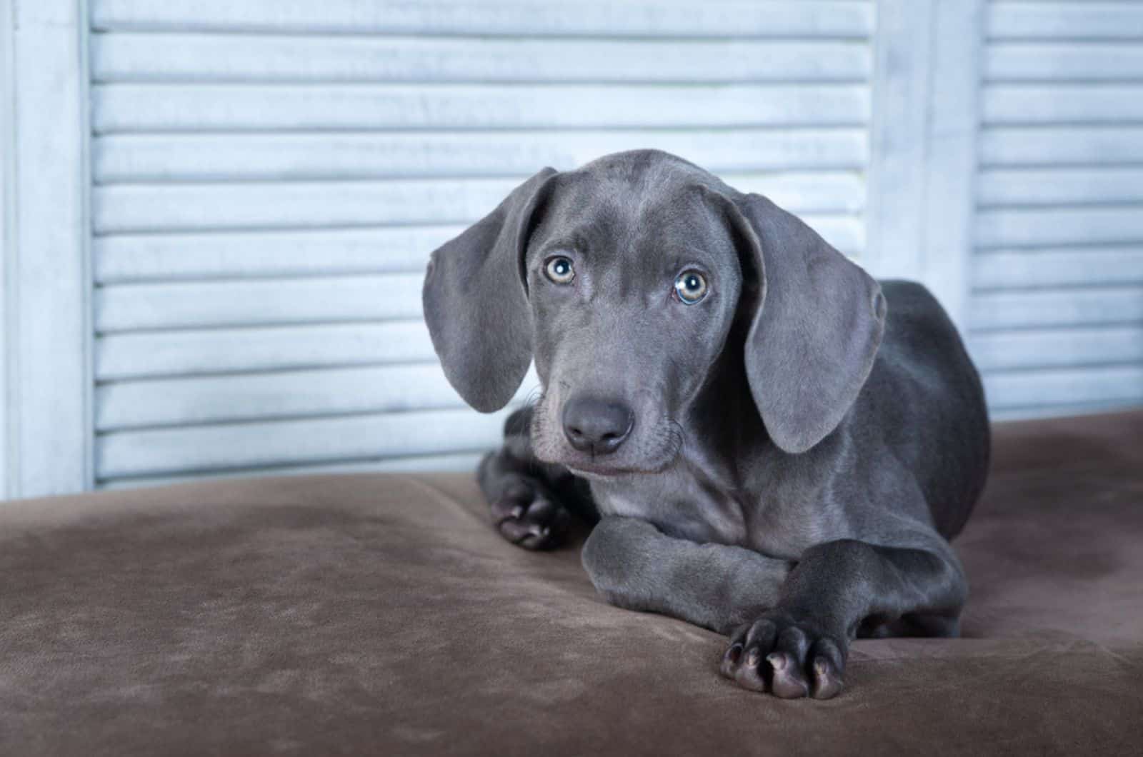 beautiful blue weimaraner puppy lying on the bed