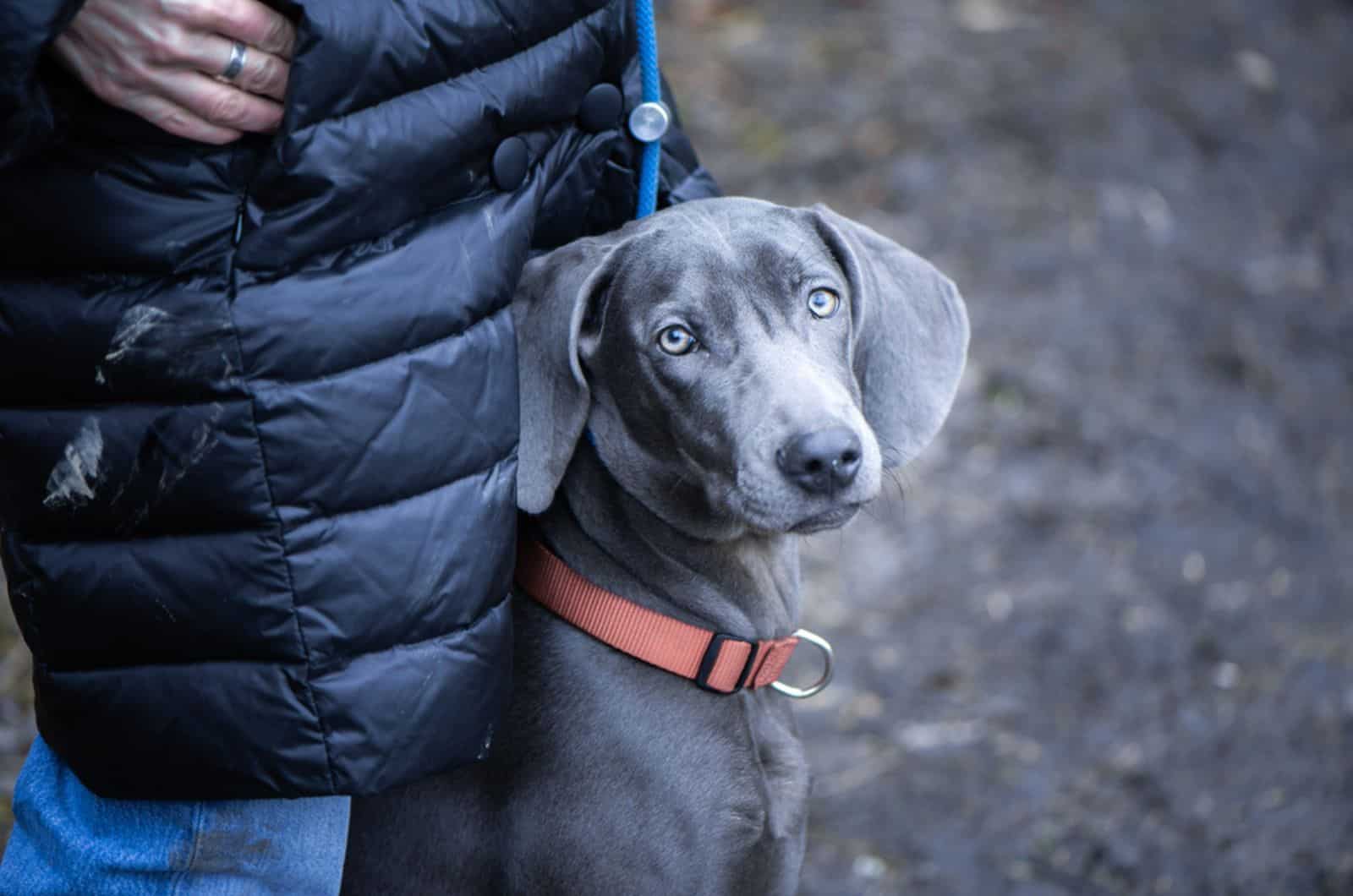 beautiful blue weimaraner with its owner