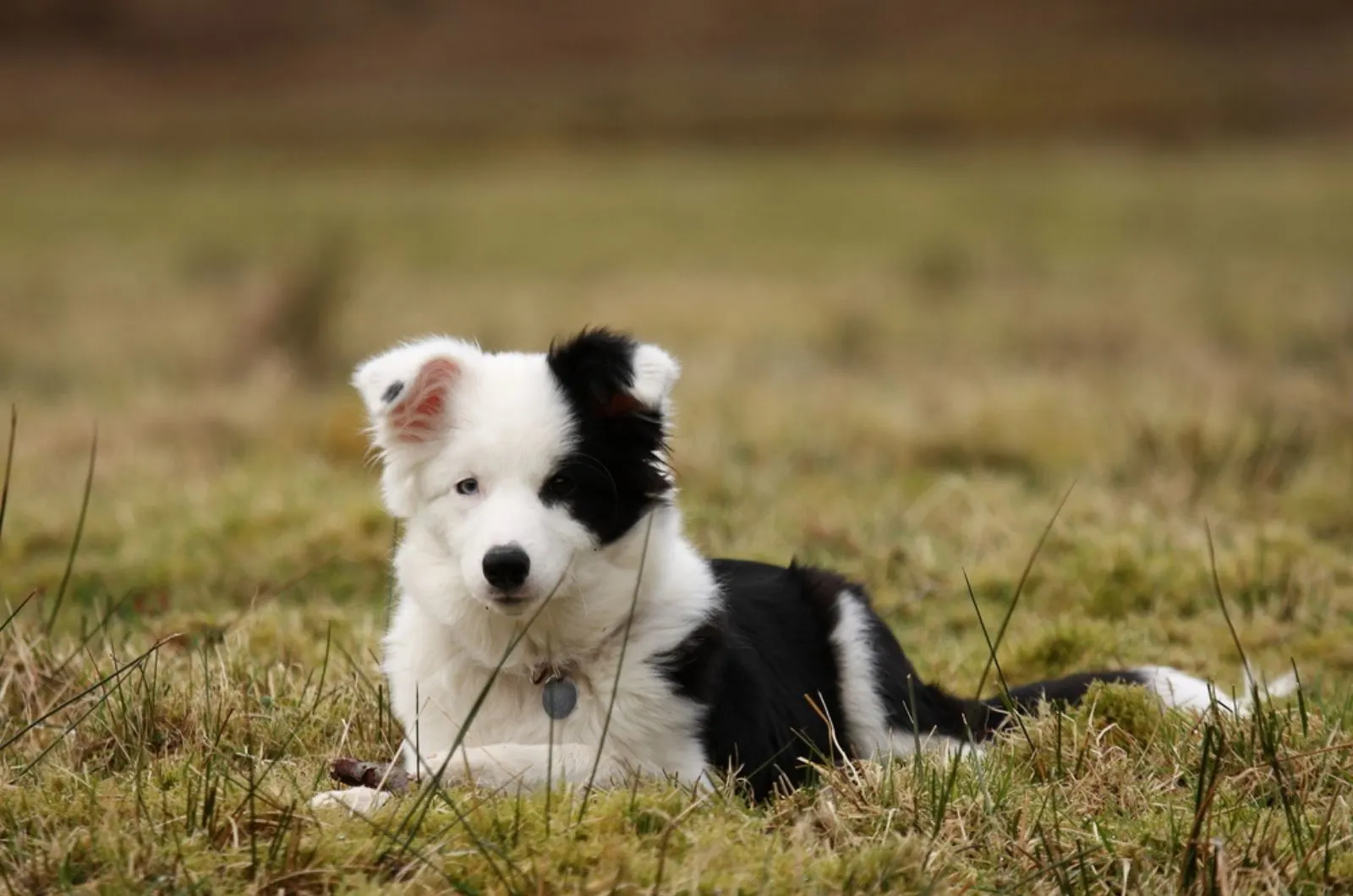 beautiful border collie puppy lying on a meadow