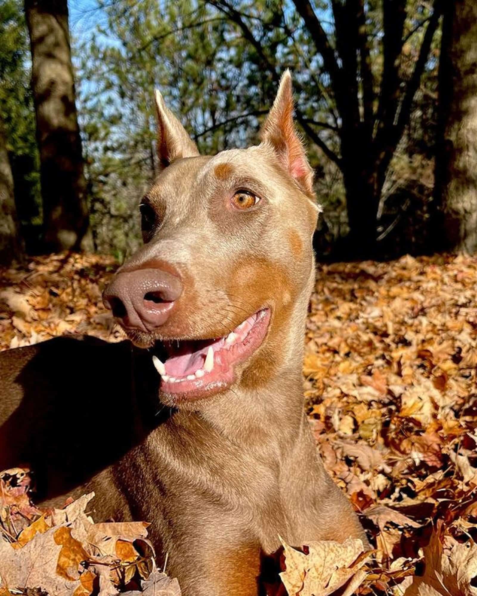 beautiful isabella doberman lying on fallen leaves