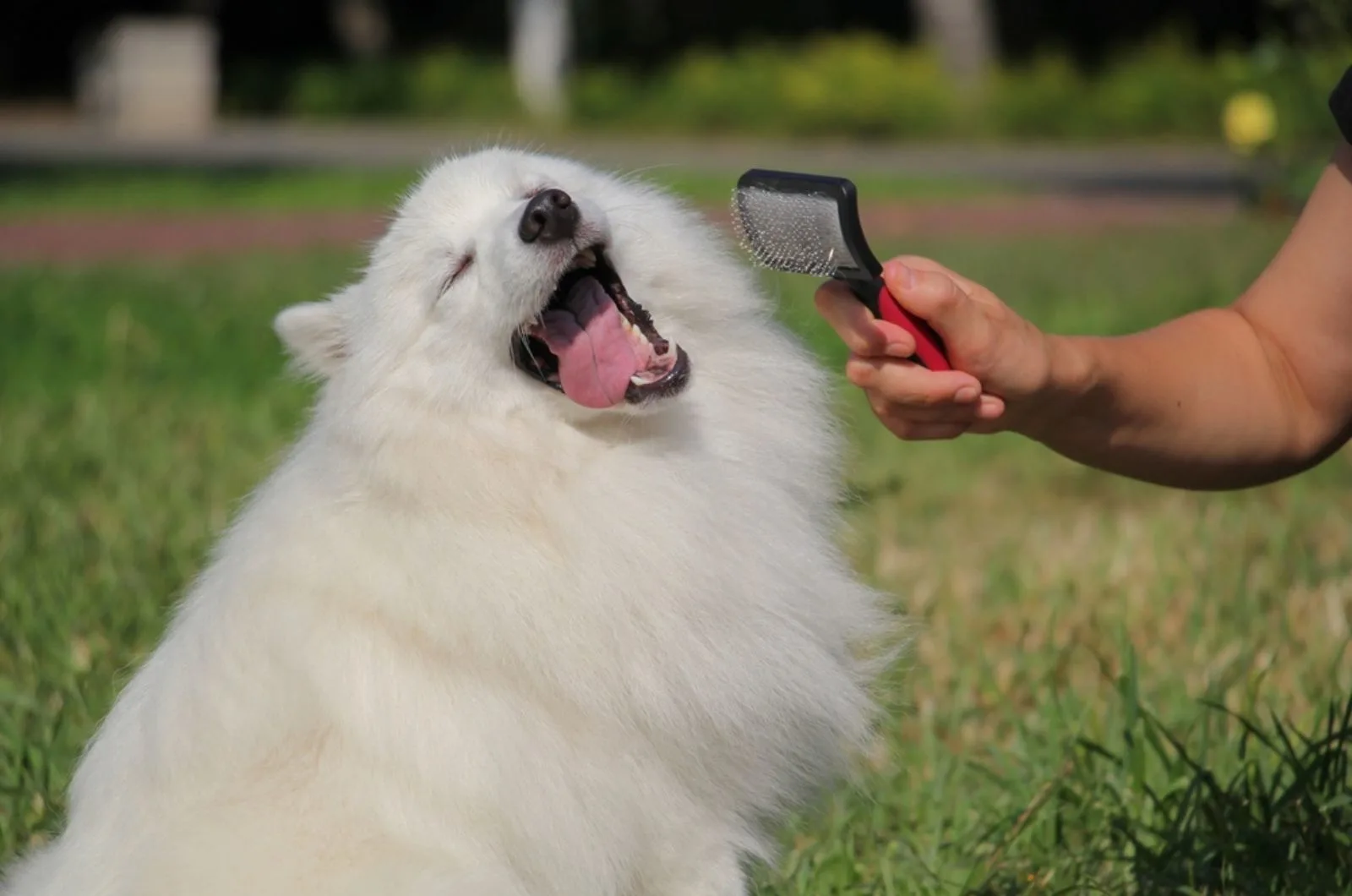beautiful japanese spitz being combed