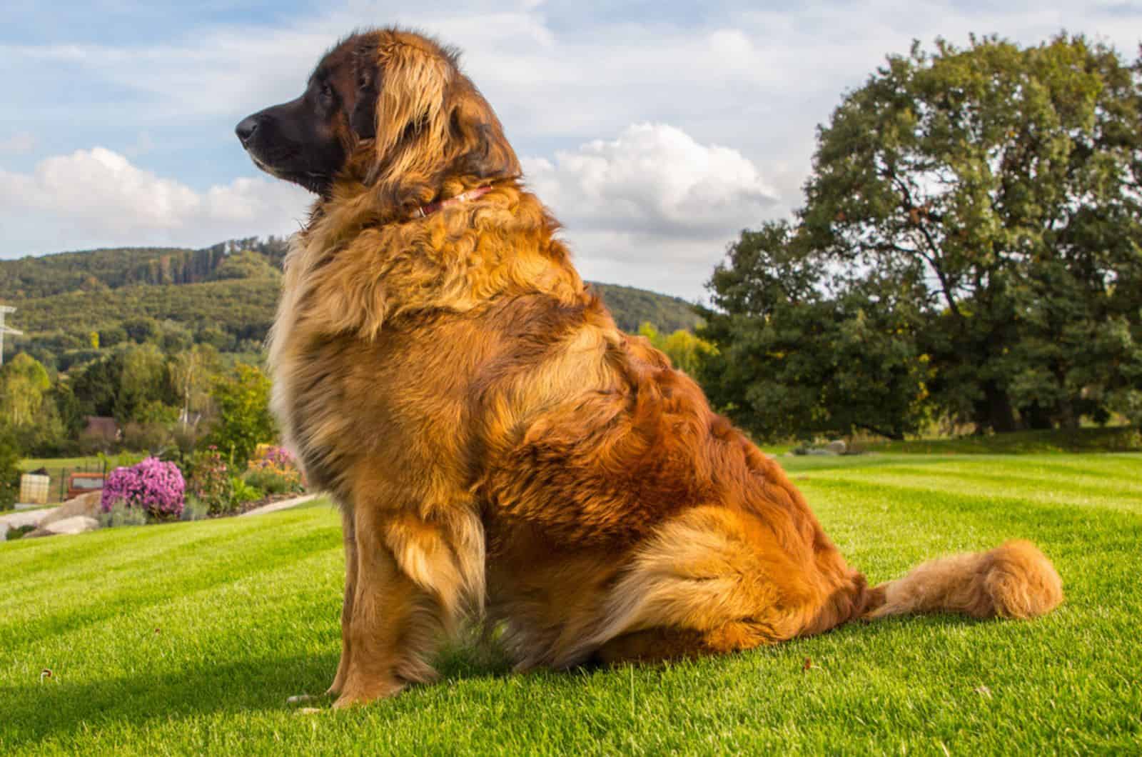 Detailed Leonberger Growth Chart For All Dog Lovers Detailed Leonberger Growth Chart For All Dog Lovers