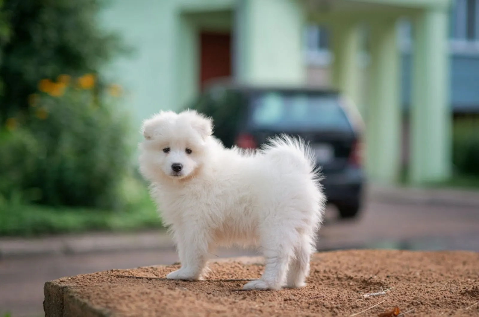 beautiful samoyed puppy standing in front of house
