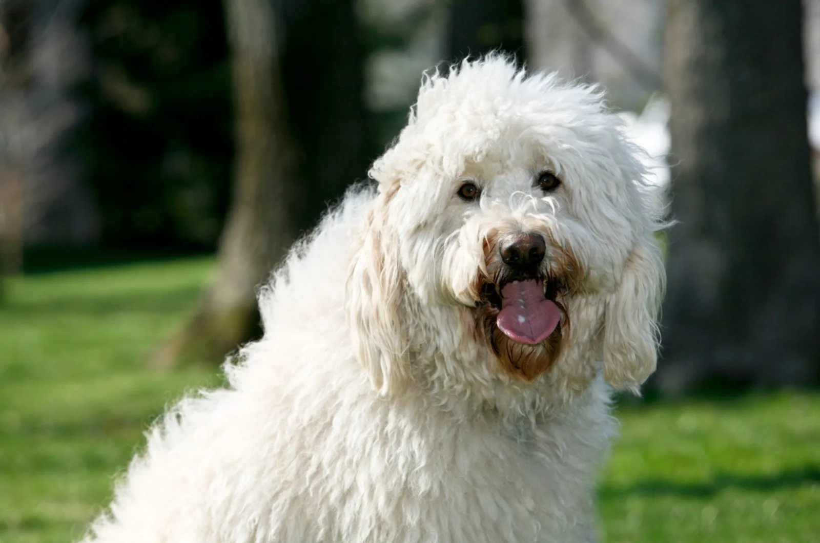 beautiful white goldendoodle in the park
