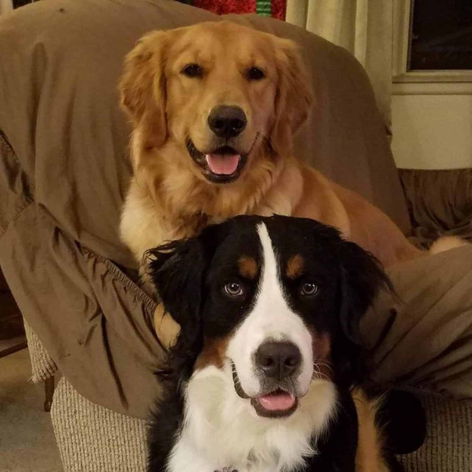 bernese mountain dog and golden retriever sitting in the living room