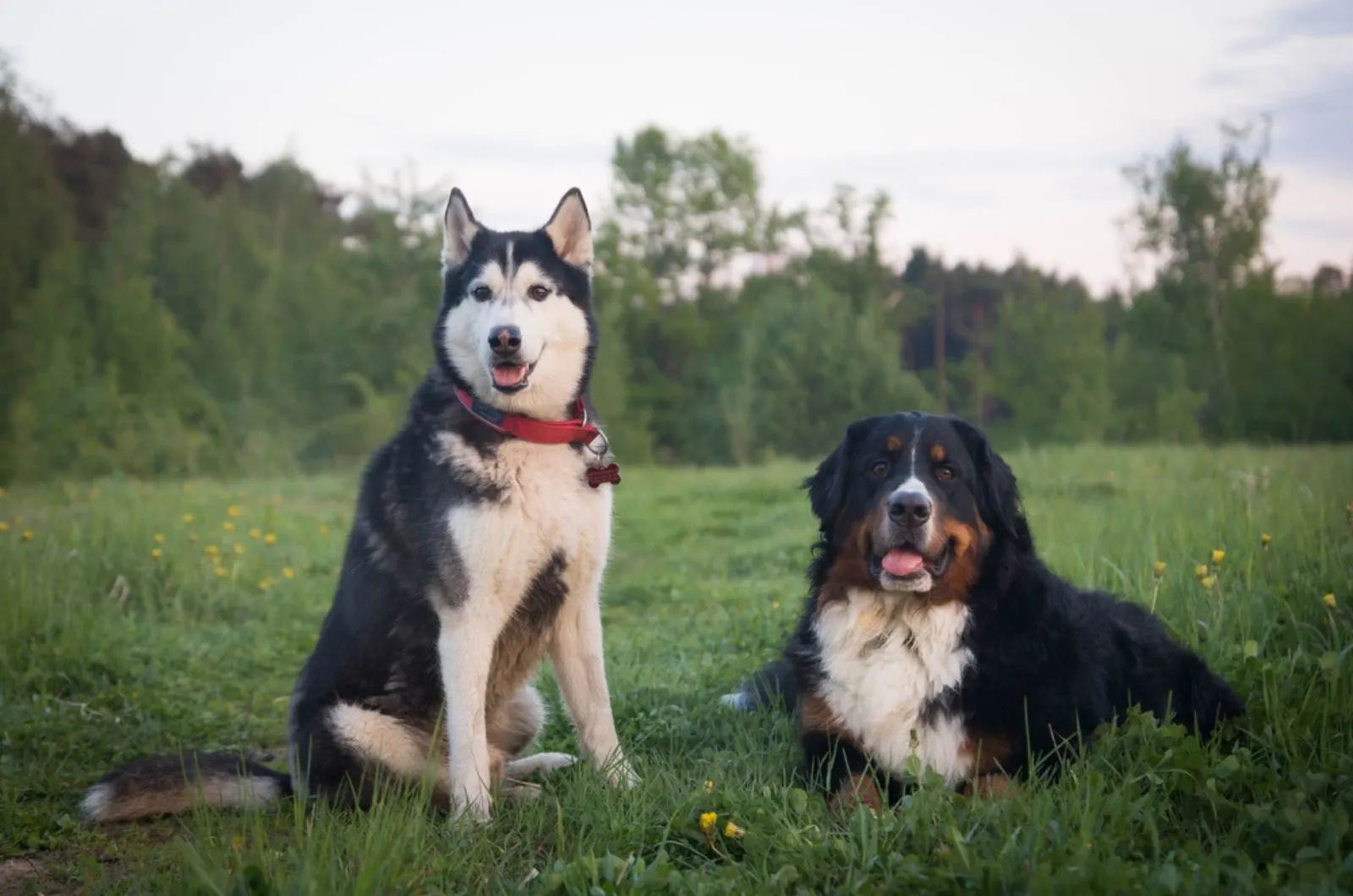 bernese mountain dog and husky sitting on the grass