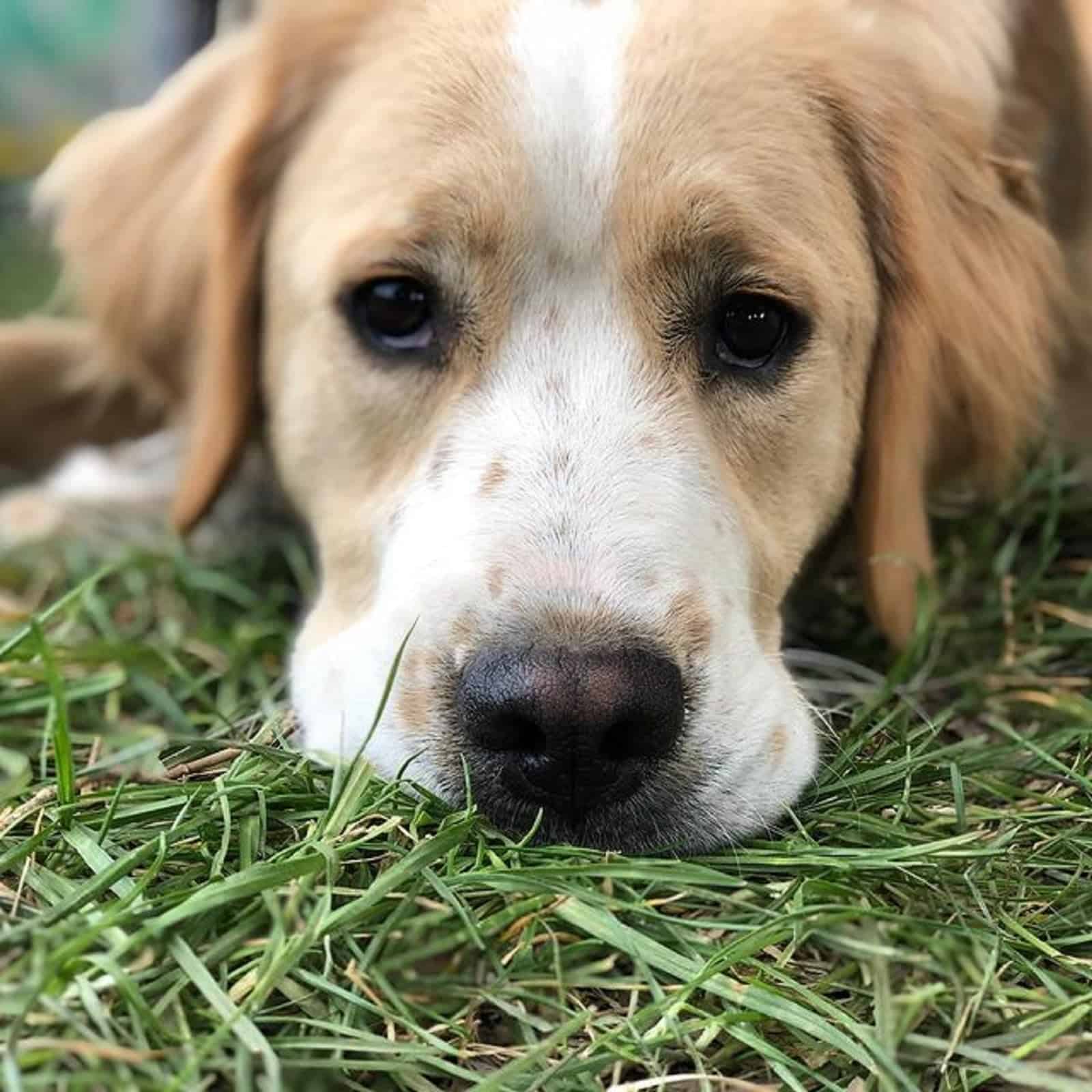 bernese mountain dog golden retriever lying down on the grass