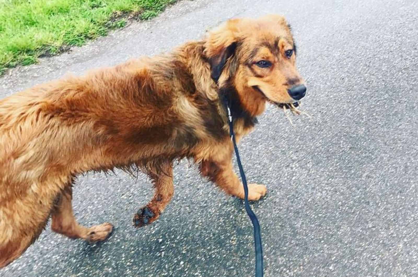 bernese mountain dog golden retriever on a leash walking in nature