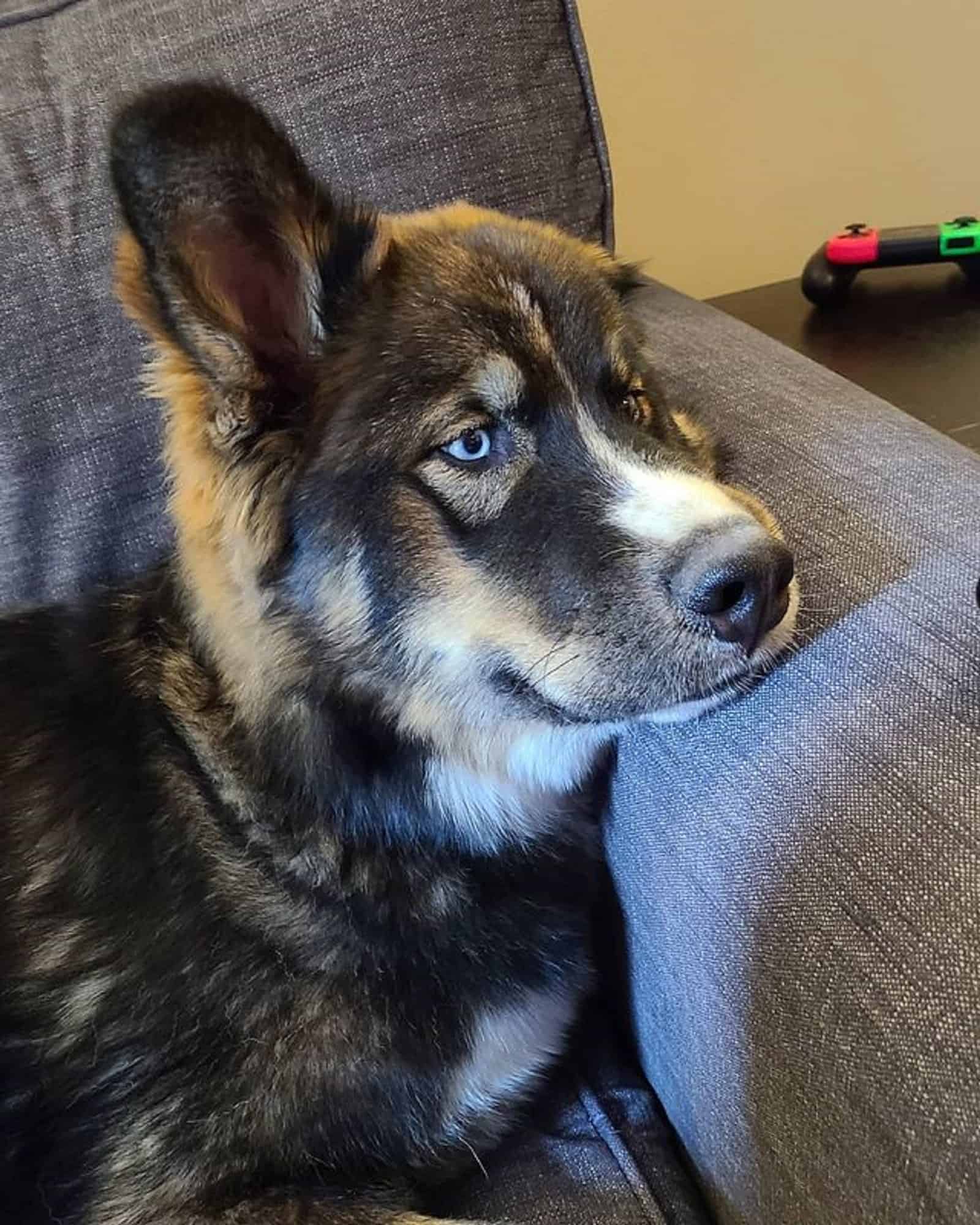 bernese mountain dog husky mix resting on the couch