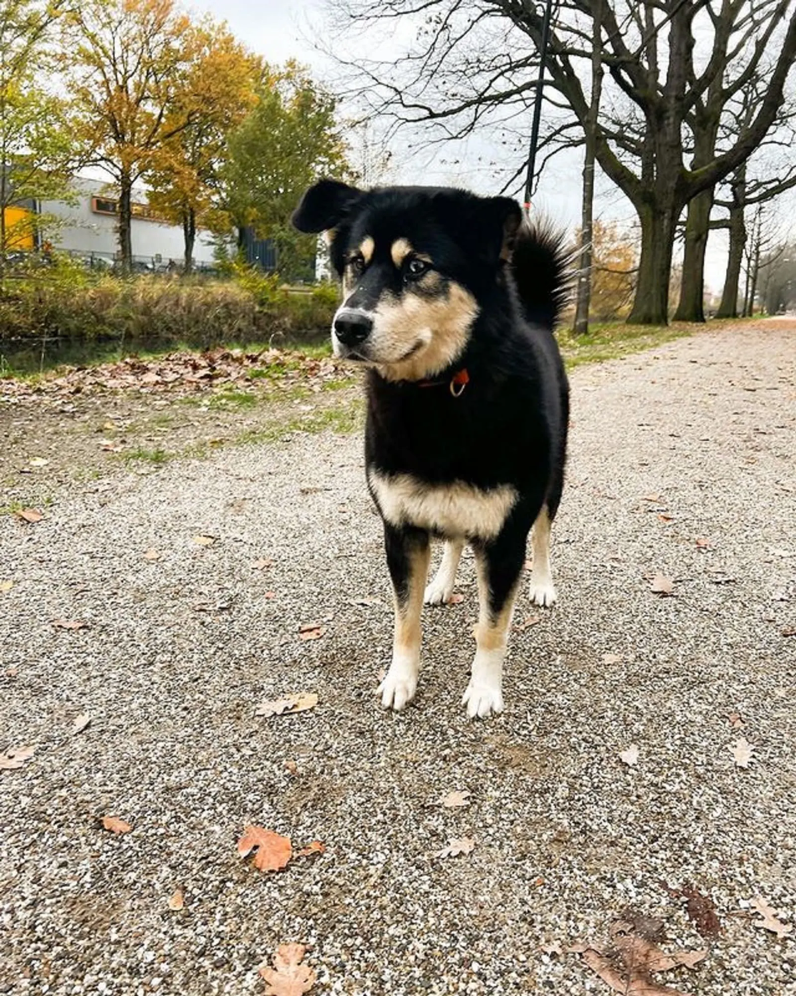 bernese mountain dog husky mix standing on the road