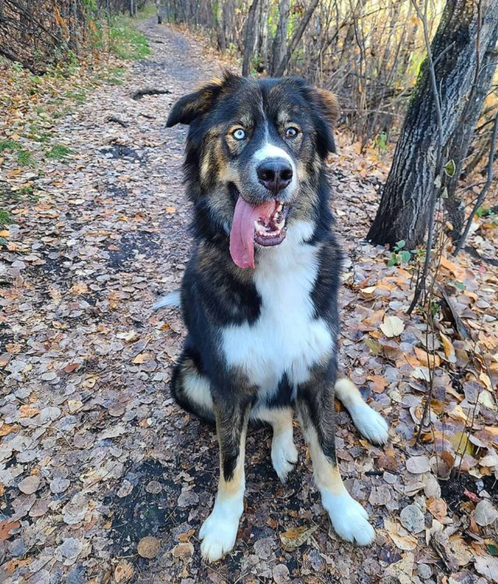 bernese mountain dog husky with his tongue out sitting in the forest