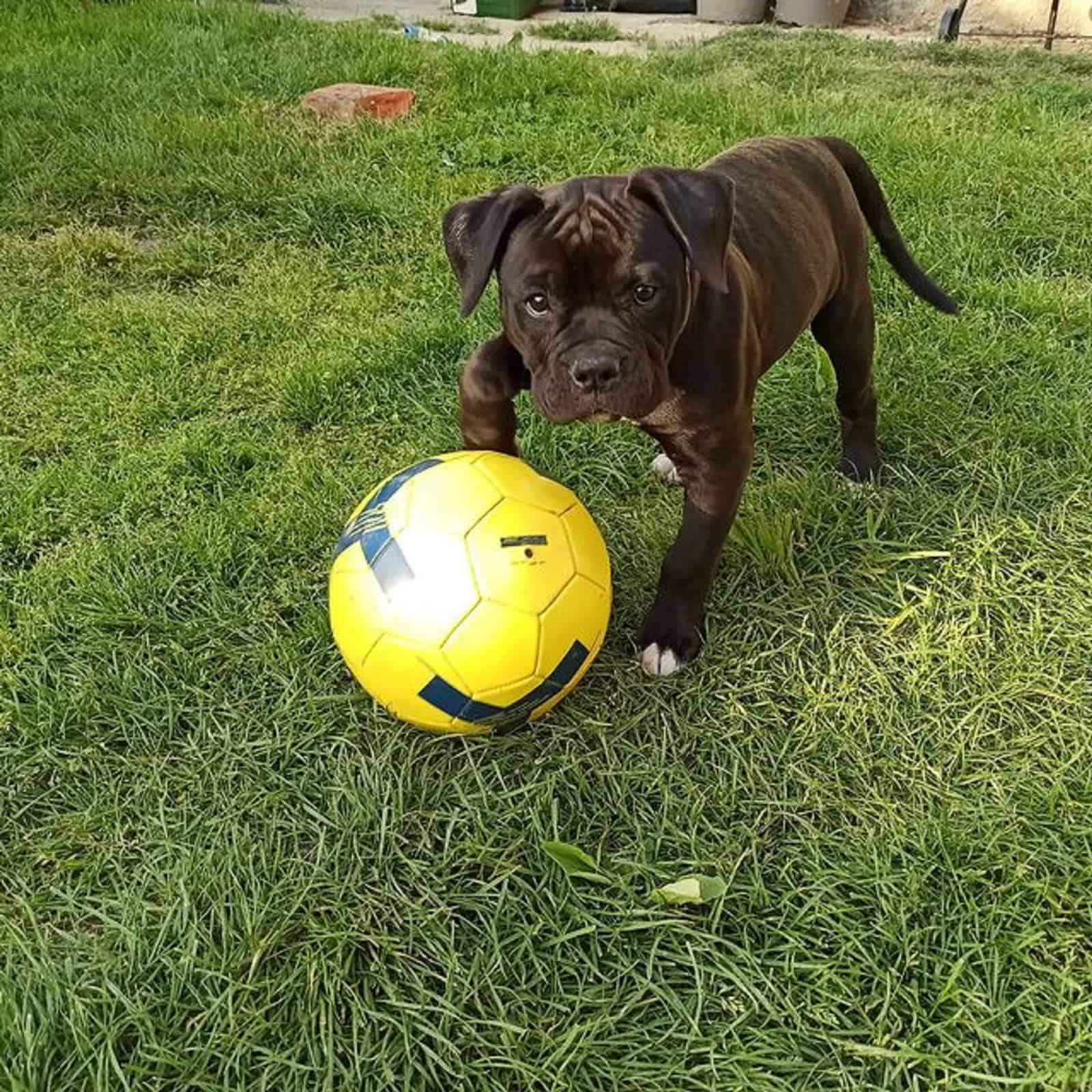 black american bulldog puppy playing with a ball
