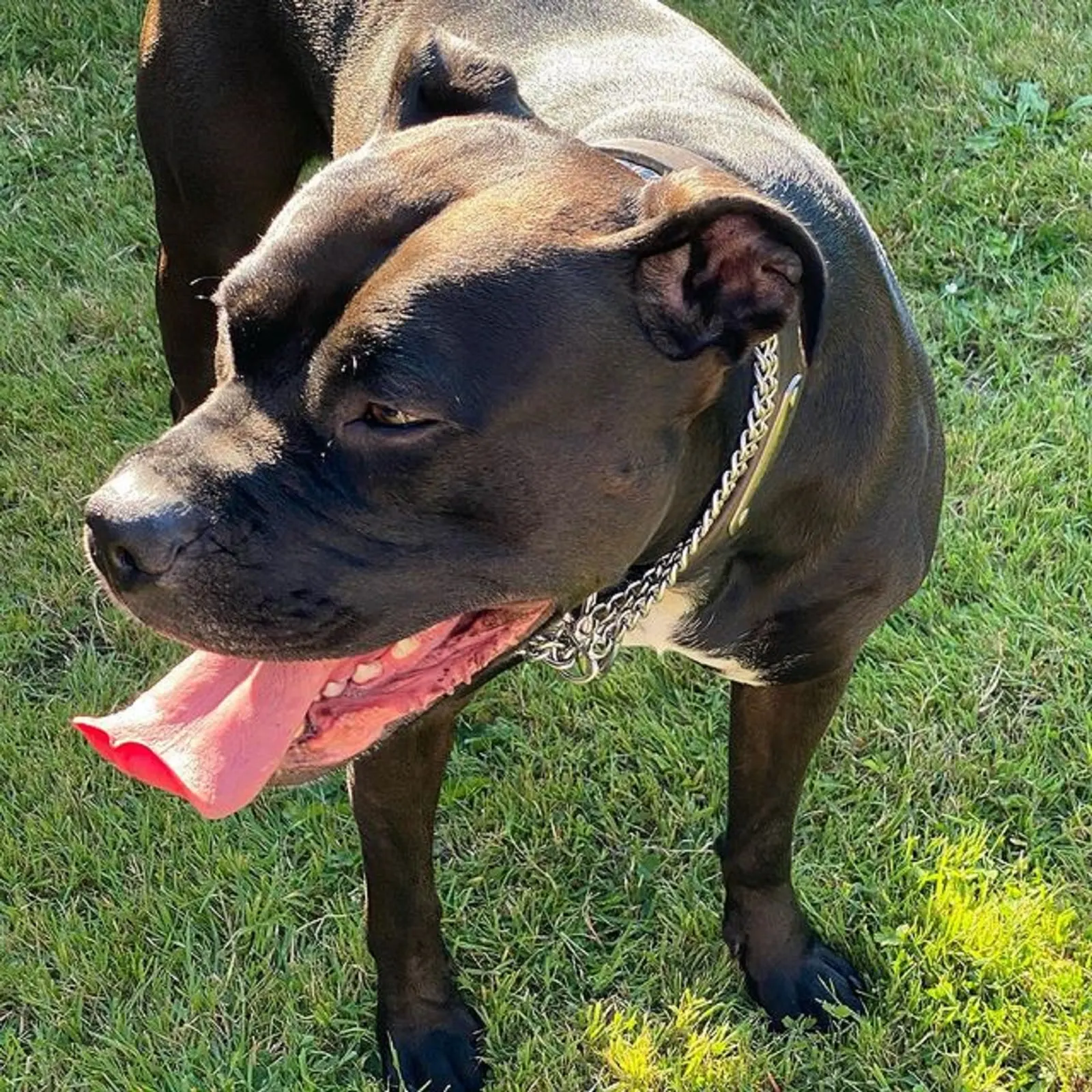 black american bulldog standing on the lawn with his tongue out