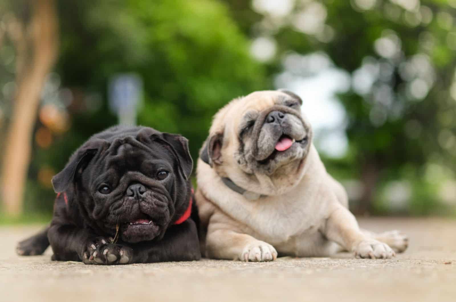 black and fawn pug lying together on the ground