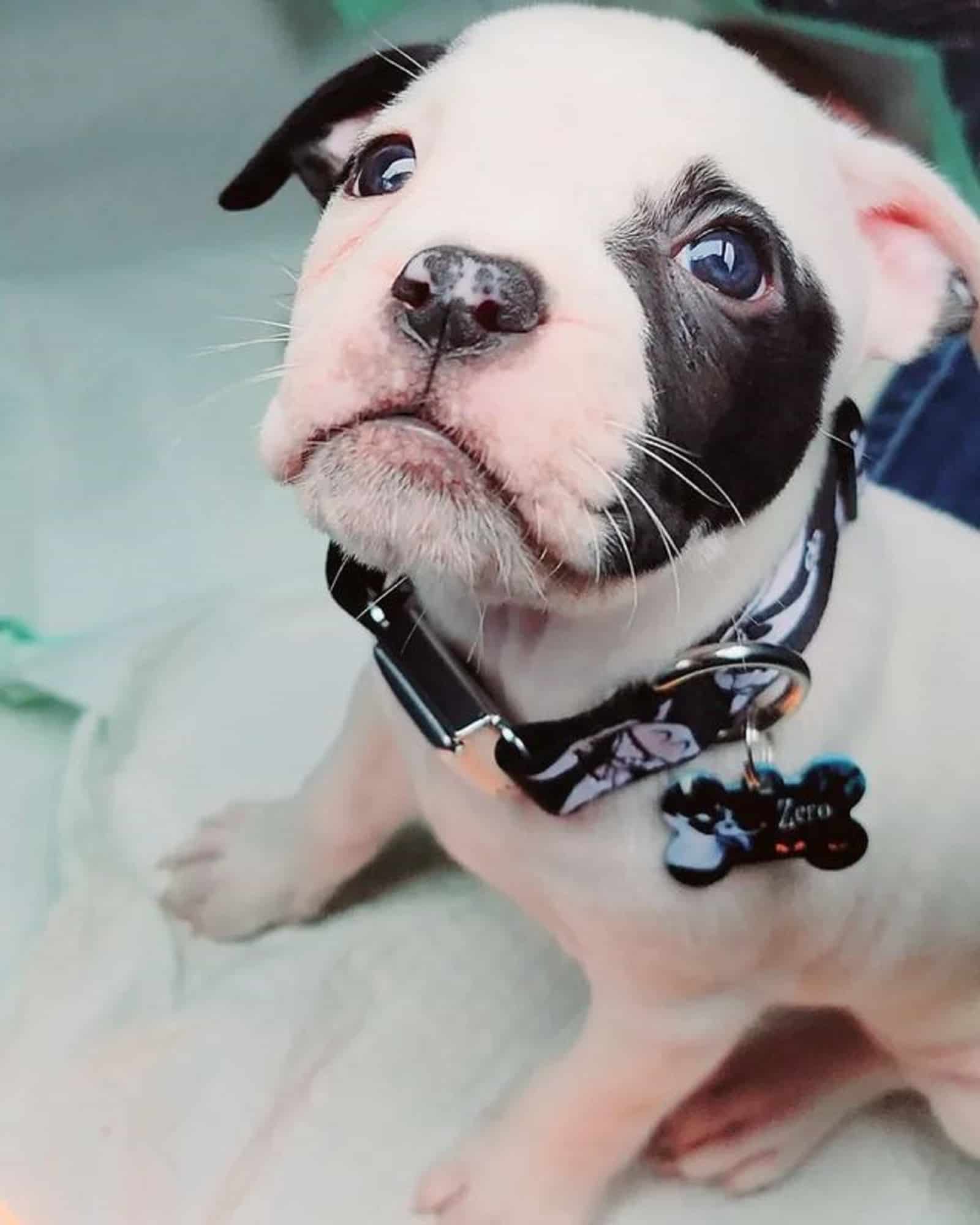 black and white american bulldog puppy sitting on the bed