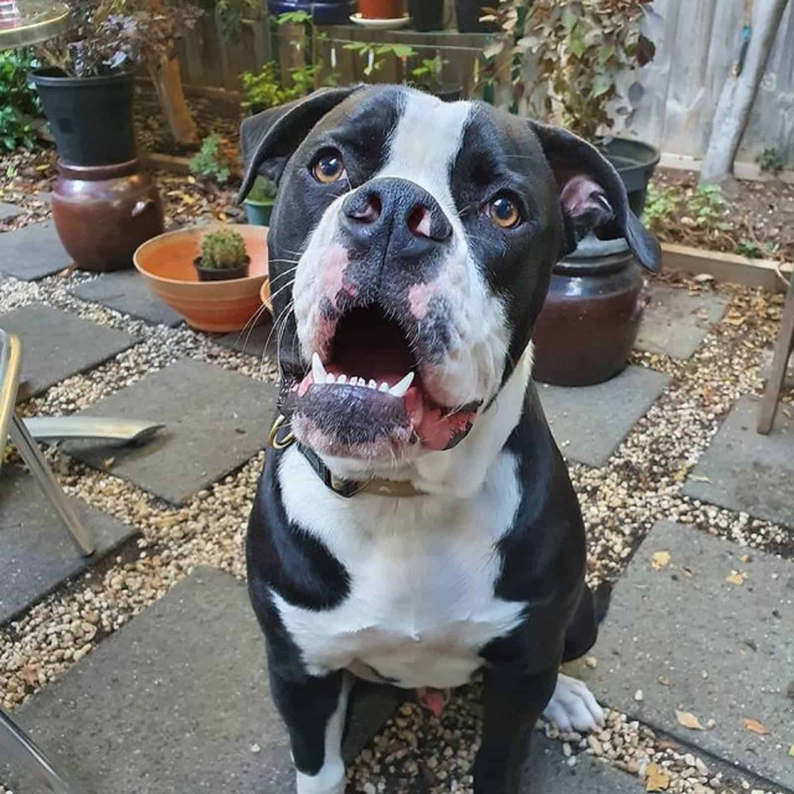 black and white american bulldog sitting in the yard