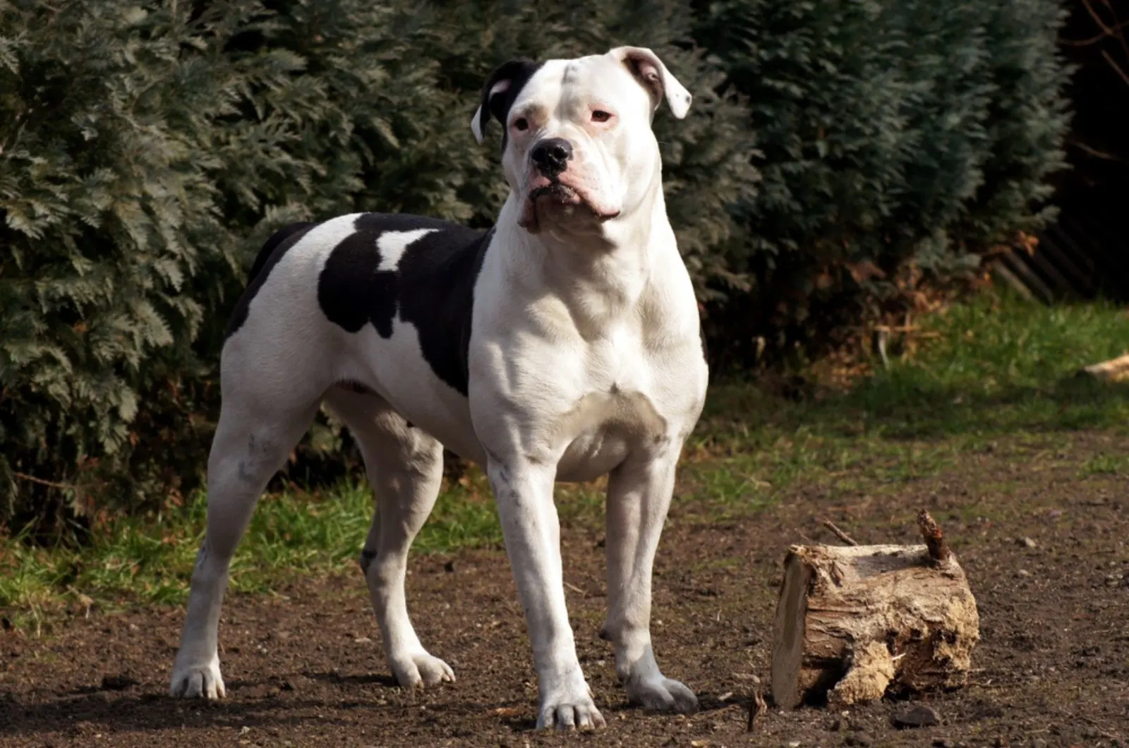 black and white american bulldog standing on the ground in the park