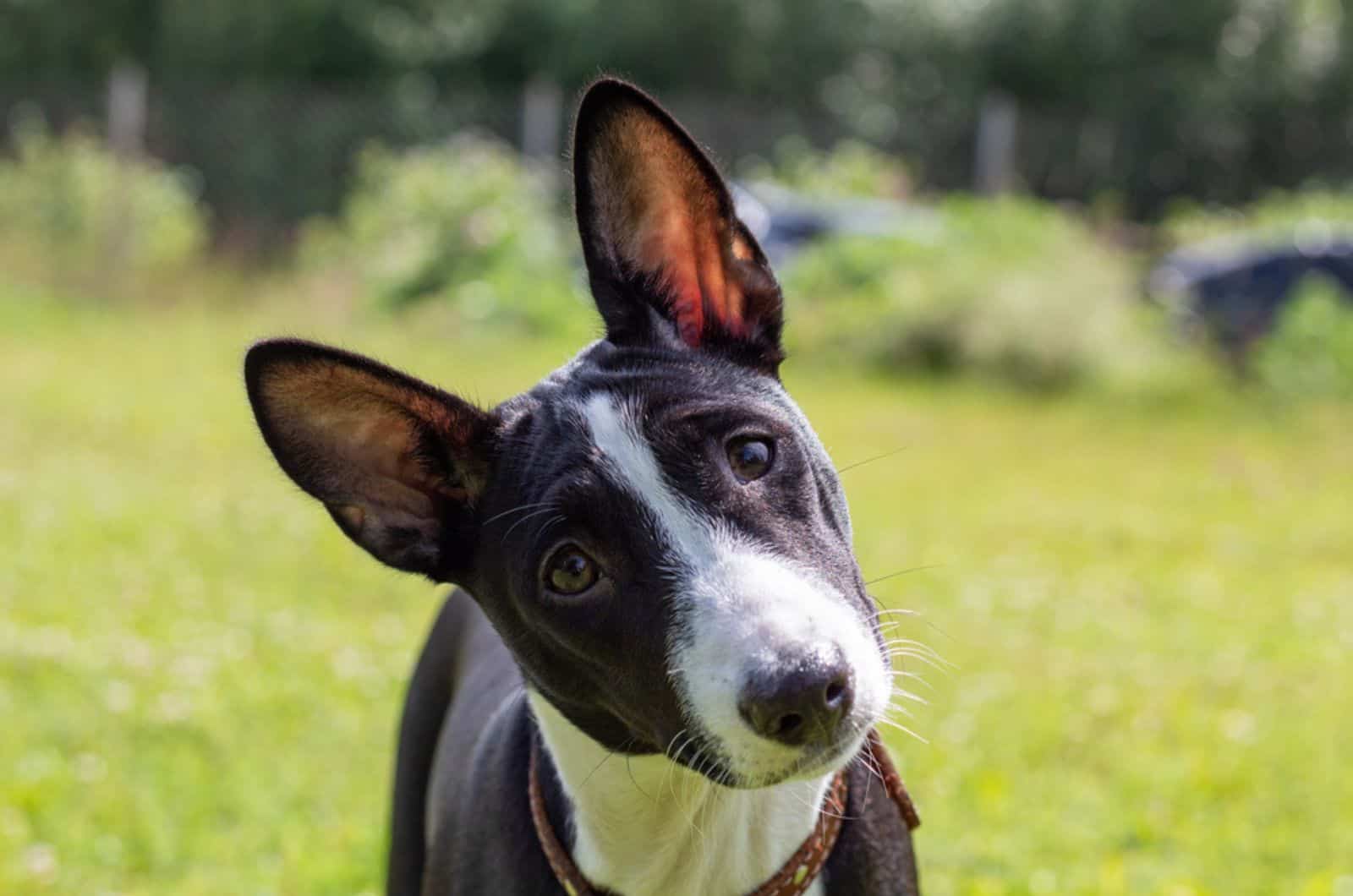 black and white basenji puppy in the garden