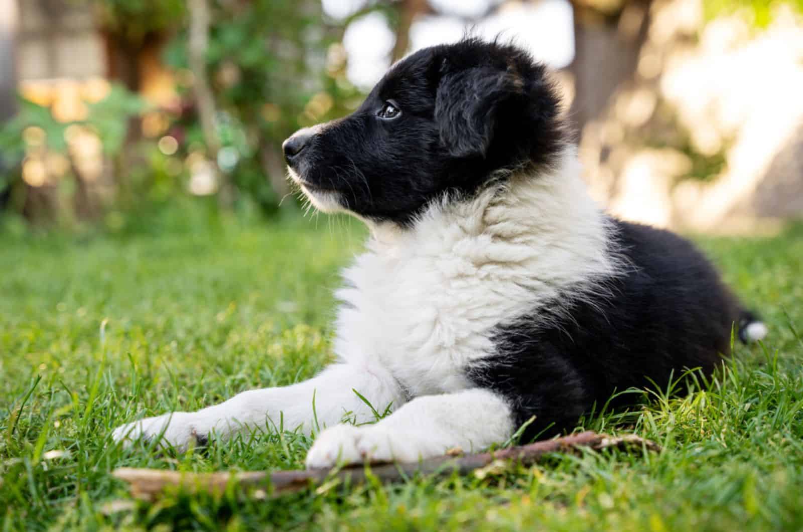 black and white border collie puppy lying in the grass