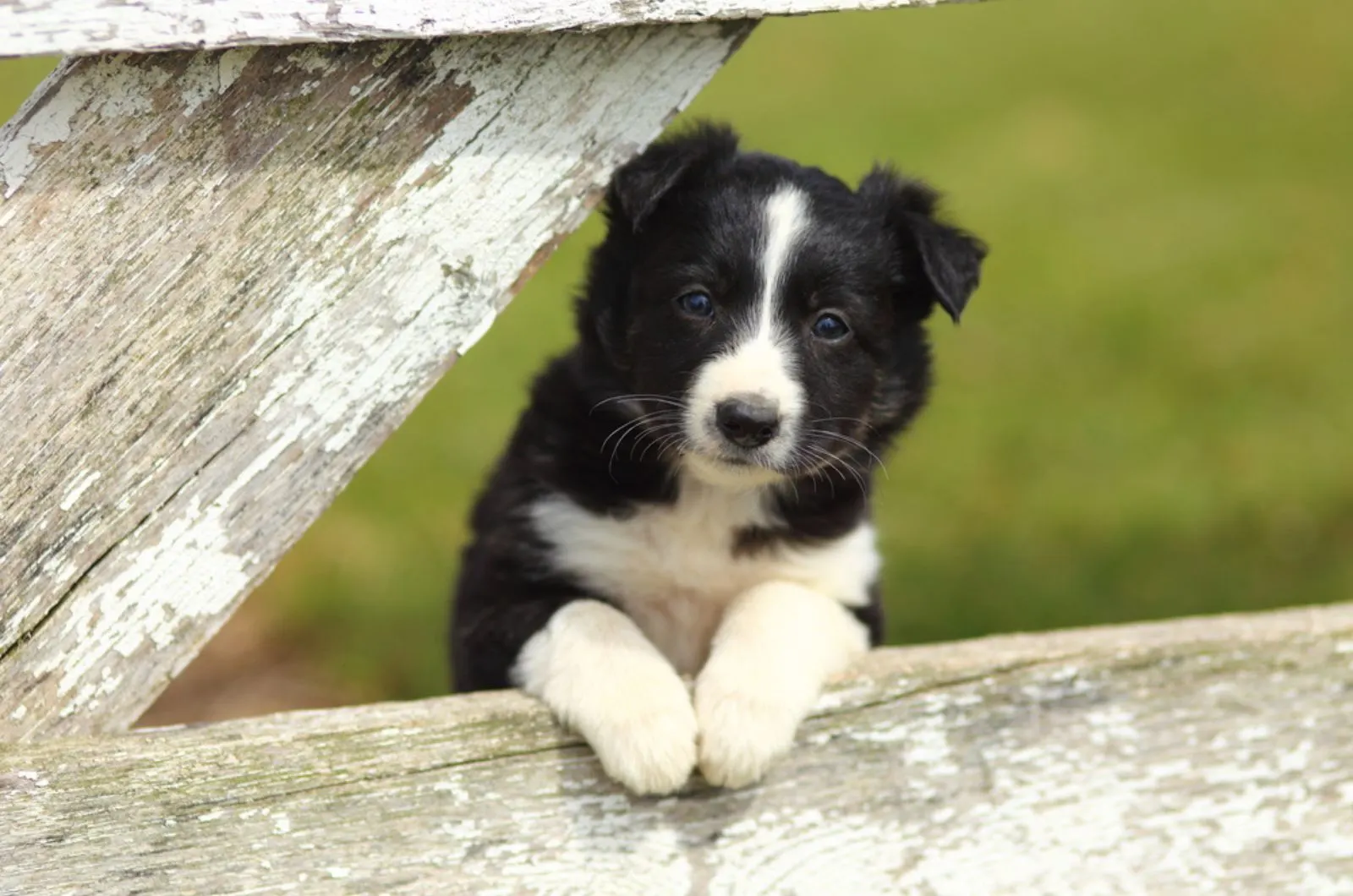 black and white border collie puppy with paws on a rustic wooden fence