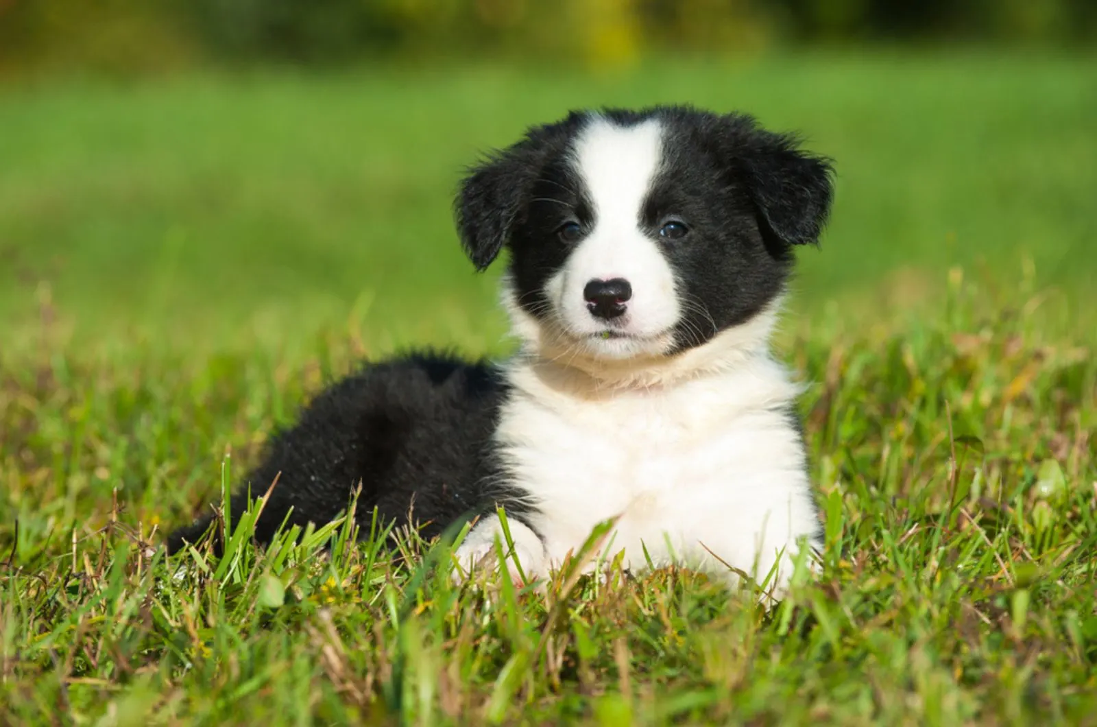 black and white boreder collie puppy lying int the grass