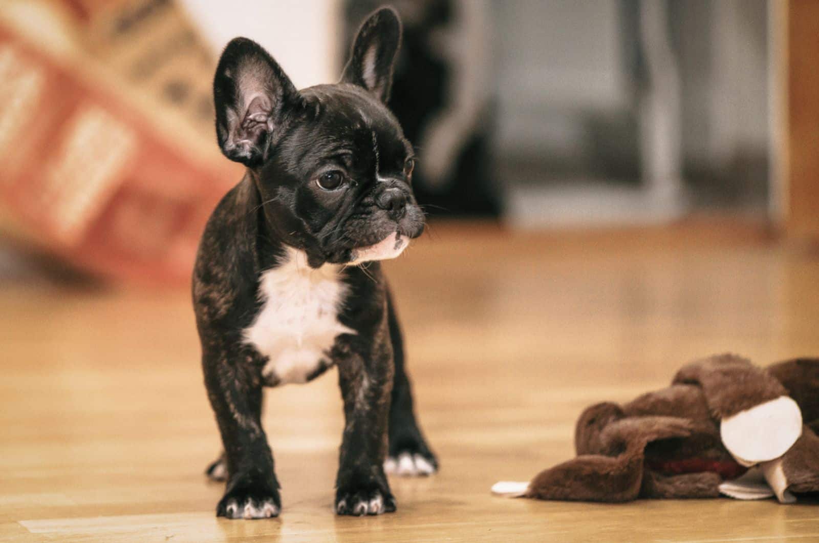 black and white french bulldog puppy indoors