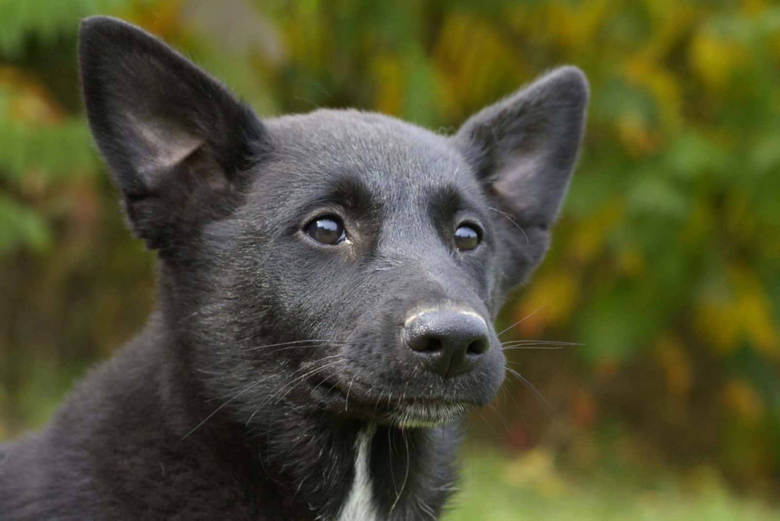 black canaan dog