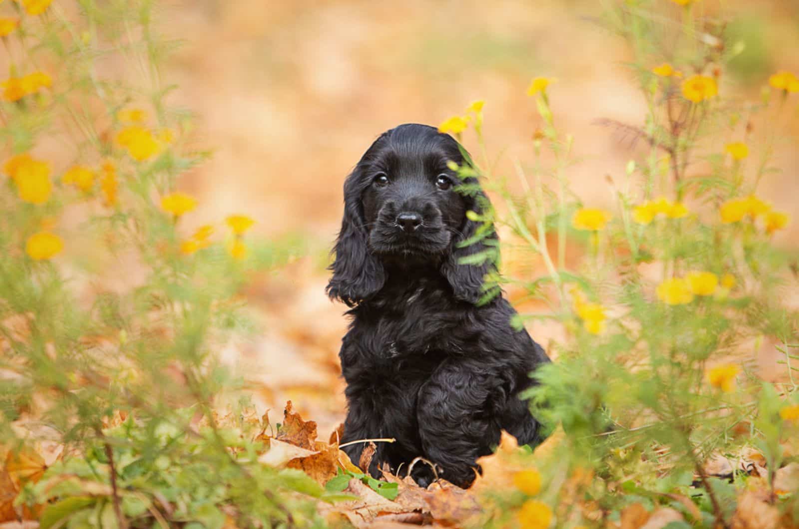 black english cocker spaniel puppy in nature