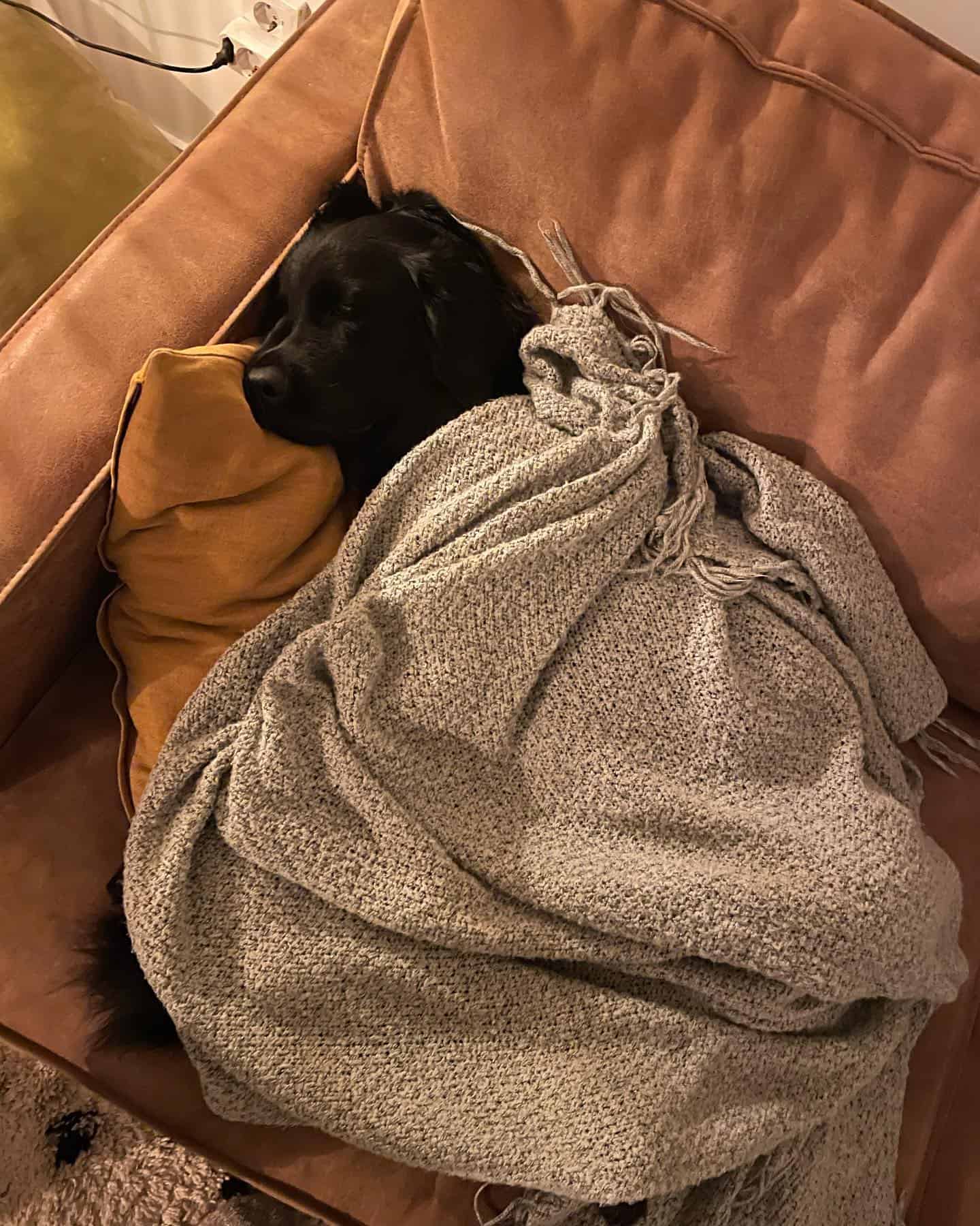 black golden retriever laying on the couch covered with blanket